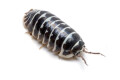 Armadillidium maculatum Zebra France